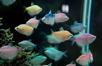 成群游的觀賞魚有哪些種類（成群游的觀賞魚有哪些？）