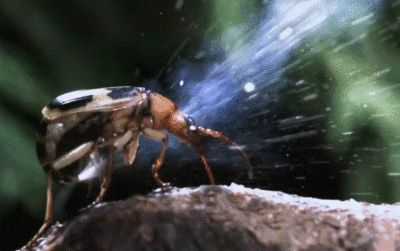 豬鼻龜公母的區別：豬鼻龜和甲魚如何區分公母豬鼻龜和甲魚如何區分公母