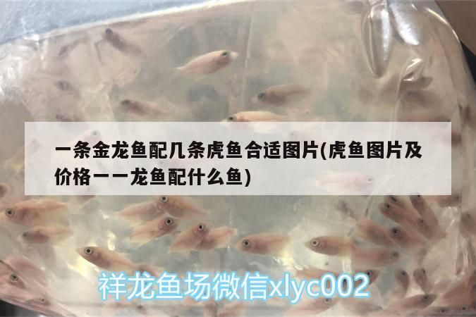 一條金龍魚配幾條虎魚合適圖片(虎魚圖片及價格一一龍魚配什么魚)