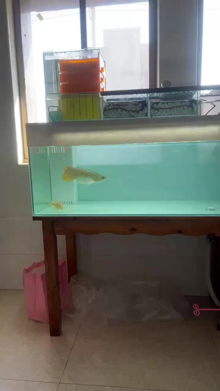 愜意的賞魚時間 愜意的賞魚時間 龍魚論壇