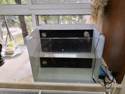 60公分的魚缸養銀龍：關于銀龍魚的養殖方式