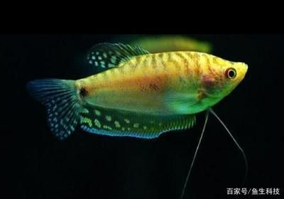 觀賞魚最容易養的是什么品種(觀賞魚的養護技巧)