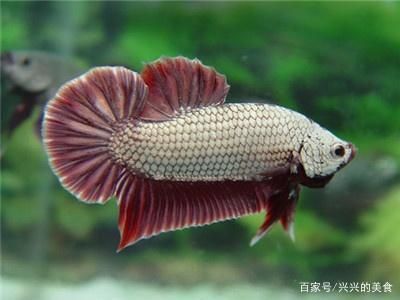 觀賞魚最容易養的是什么品種（觀賞魚的養護技巧）