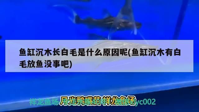 魚缸沉木長白毛是什么原因呢(魚缸沉木有白毛放魚沒事吧)