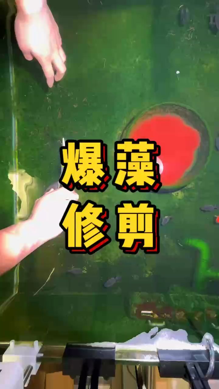 自制爆藻燈太猛