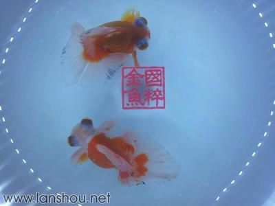 觀賞魚交流平臺（觀賞魚的繁殖技術）