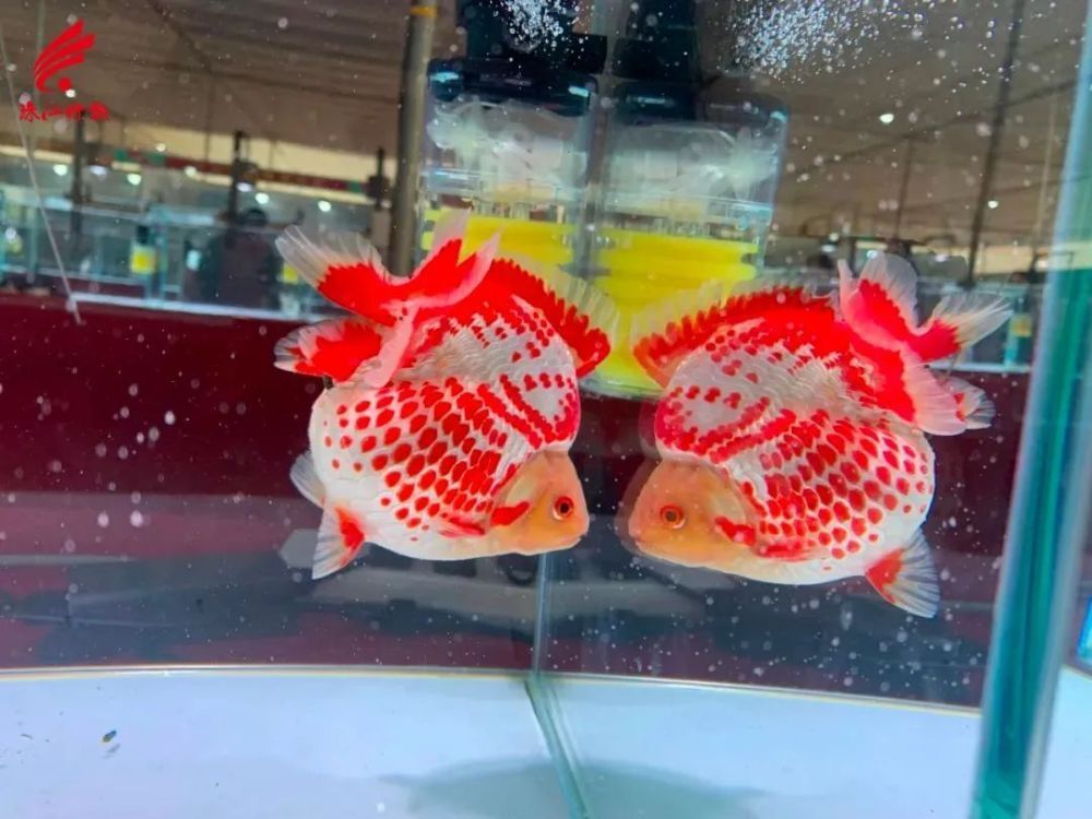 觀賞魚交流平臺（觀賞魚的繁殖技術）
