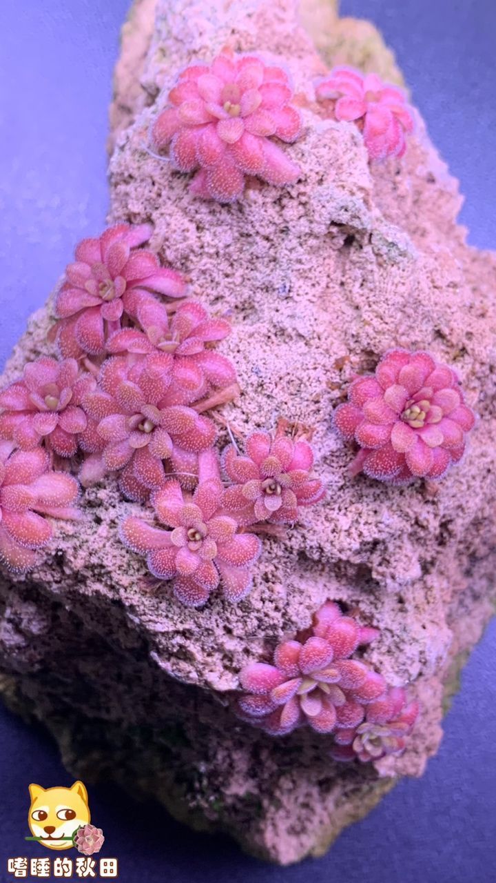 陌上花開，我自賞，風自來～