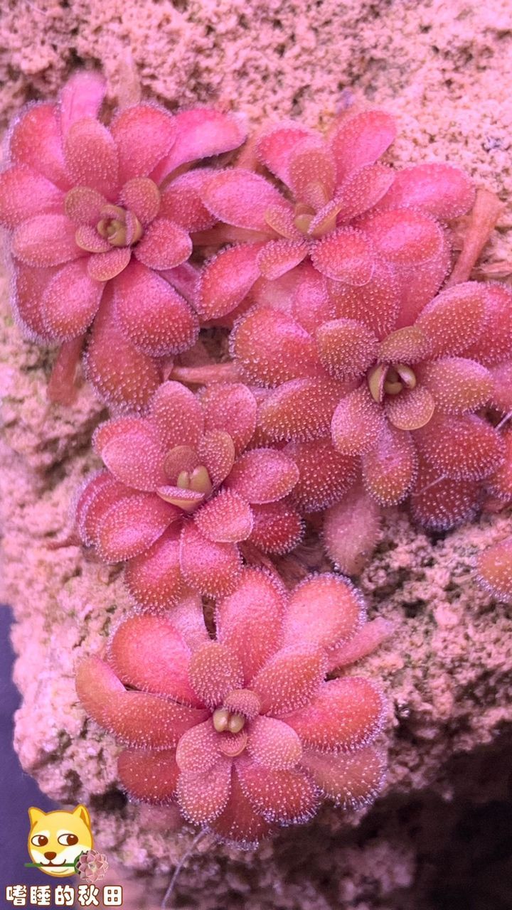 陌上花開，我自賞，風自來～