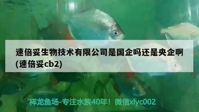 速倍妥生物技術(shù)有限公司是國企嗎還是央企啊(速倍妥cb2)