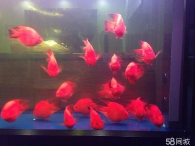 魟魚清理魚缸嗎：魟魚具有清理魚缸的能力嗎 魟魚清理魚缸嗎：魟魚具有清理魚缸的能力嗎 魟魚百科 第1張