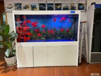 魟魚清理魚缸嗎：魟魚具有清理魚缸的能力嗎 魟魚清理魚缸嗎：魟魚具有清理魚缸的能力嗎 魟魚百科 第2張
