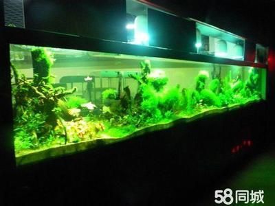 魟魚清理魚缸嗎：魟魚具有清理魚缸的能力嗎 魟魚清理魚缸嗎：魟魚具有清理魚缸的能力嗎 魟魚百科 第3張