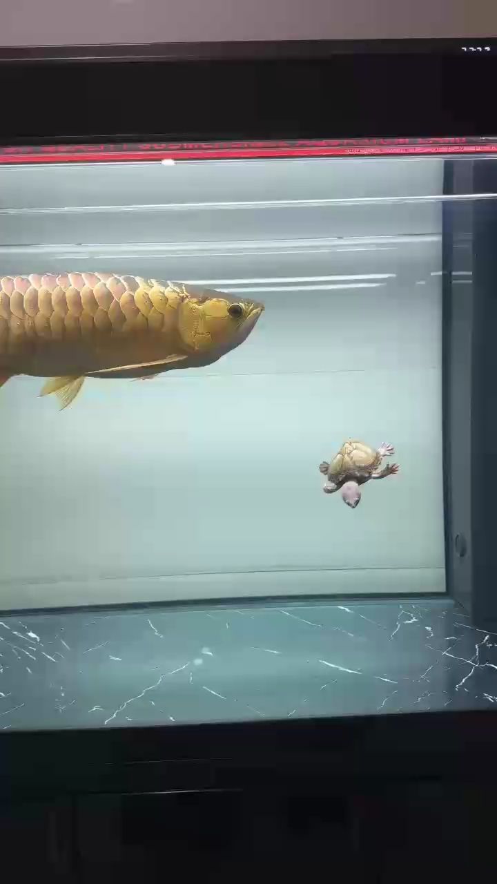 一龍一龜 足已！