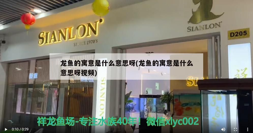 龍魚的寓意是什么意思呀(龍魚的寓意是什么意思呀視頻)