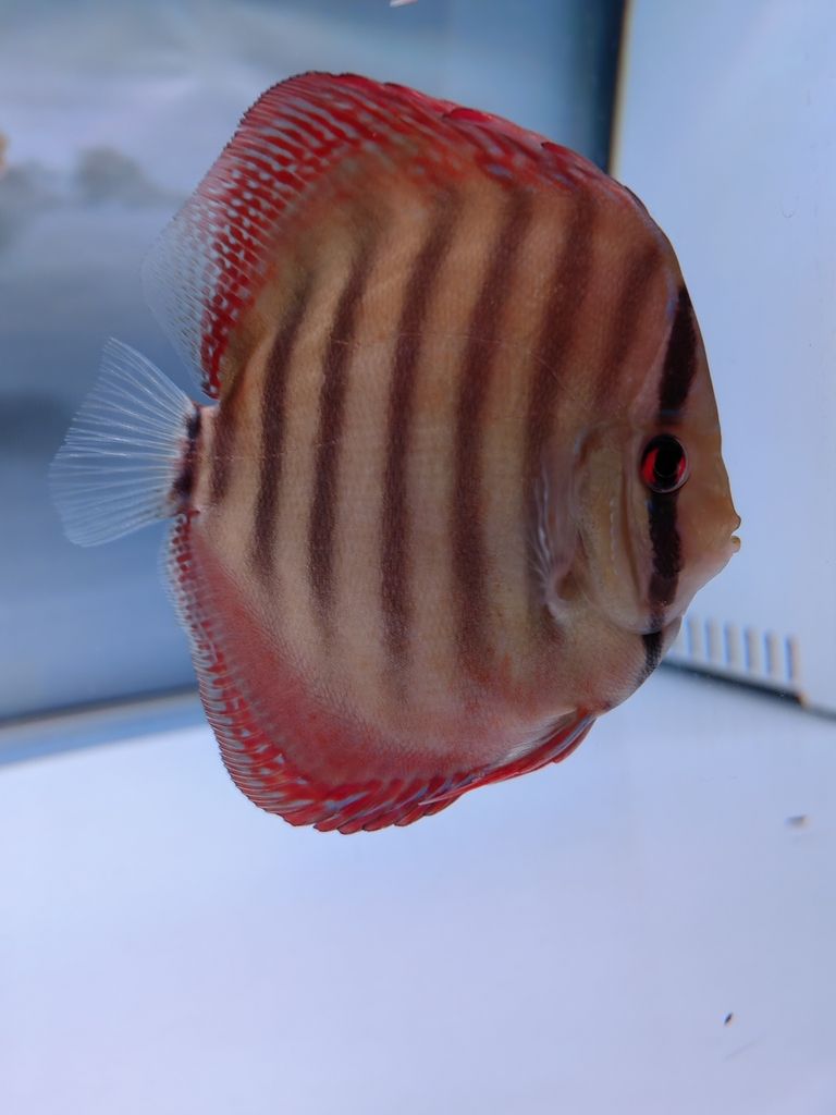 4個月零5天咯 4個月零5天咯 龍魚論壇 第1張