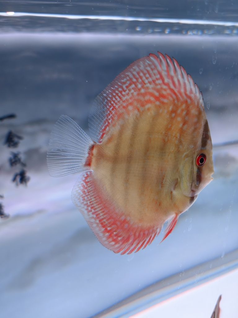 4個月零5天咯 4個月零5天咯 龍魚論壇 第3張
