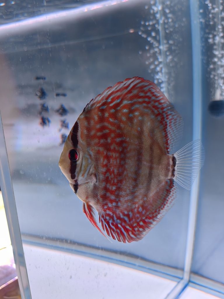 4個月零5天咯 4個月零5天咯 龍魚論壇 第4張