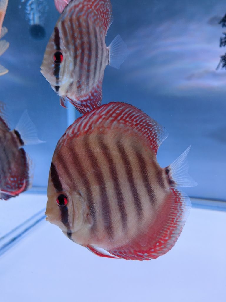4個月零5天咯 4個月零5天咯 龍魚論壇 第7張