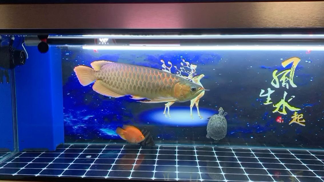 魚缸個性背景圖片素材（魚缸背景大全）