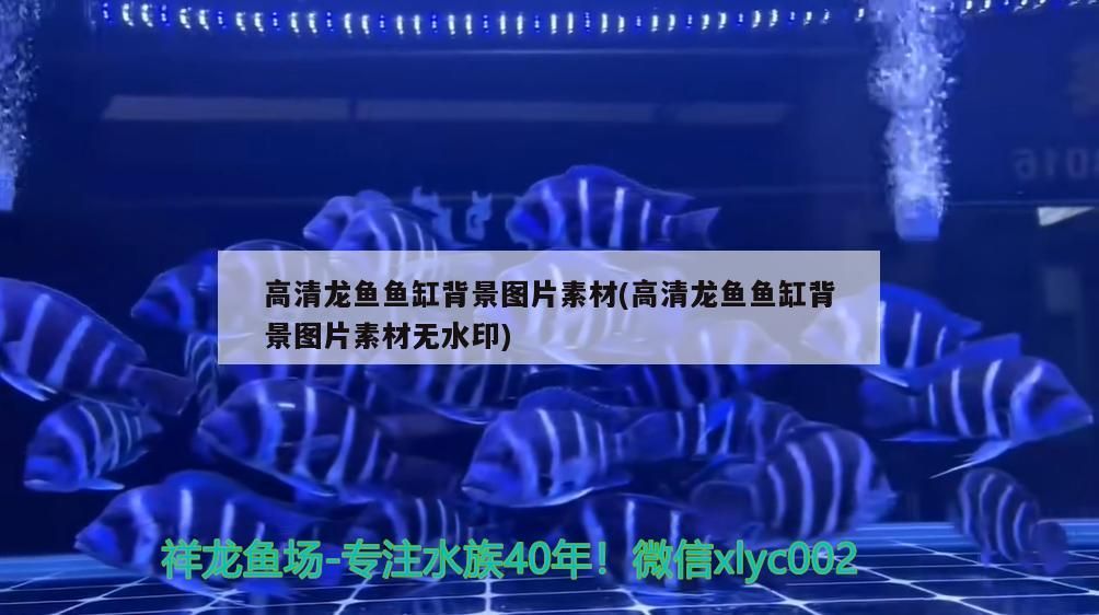赤峰魚缸維修電話號碼查詢（專業皮革裝潢設計）