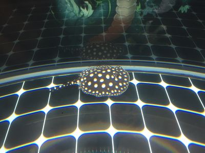 龍魚嘴巴撞壞了多久能好?。糊堲~嘴巴撞傷，愈期探秘與養(yǎng)護(hù)指南