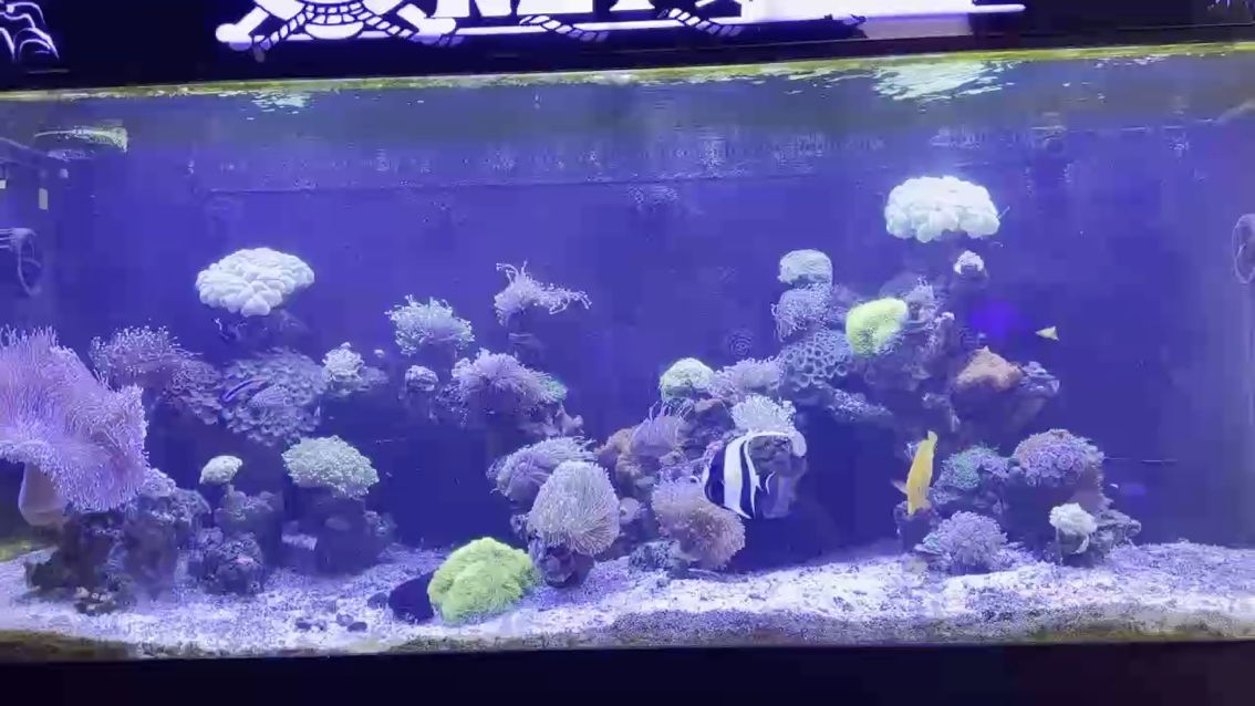 悟凈