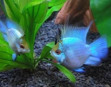 龍魚(yú)嘴巴爛了怎么回事兒啊：龍魚(yú)嘴巴爛了？別慌，一文讀懂背后緣由與解決辦法