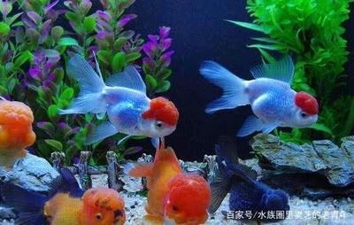 觀賞魚的銷售方法與技巧（關于觀賞魚銷售方法與技巧的一些參考） 觀賞魚的銷售方法與技巧（關于觀賞魚銷售方法與技巧的一些參考） 龍魚之家 第1張
