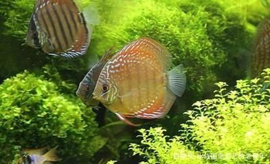 觀賞魚的銷售方法與技巧（關于觀賞魚銷售方法與技巧的一些參考） 觀賞魚的銷售方法與技巧（關于觀賞魚銷售方法與技巧的一些參考） 龍魚之家 第3張