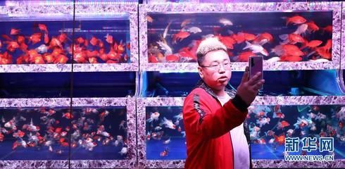 觀賞魚的銷售方法與技巧（關于觀賞魚銷售方法與技巧的一些參考） 觀賞魚的銷售方法與技巧（關于觀賞魚銷售方法與技巧的一些參考） 龍魚之家 第2張