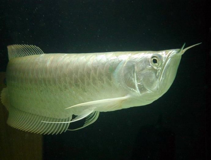 大型的觀賞魚圖片(大型的觀賞魚圖片及價格)