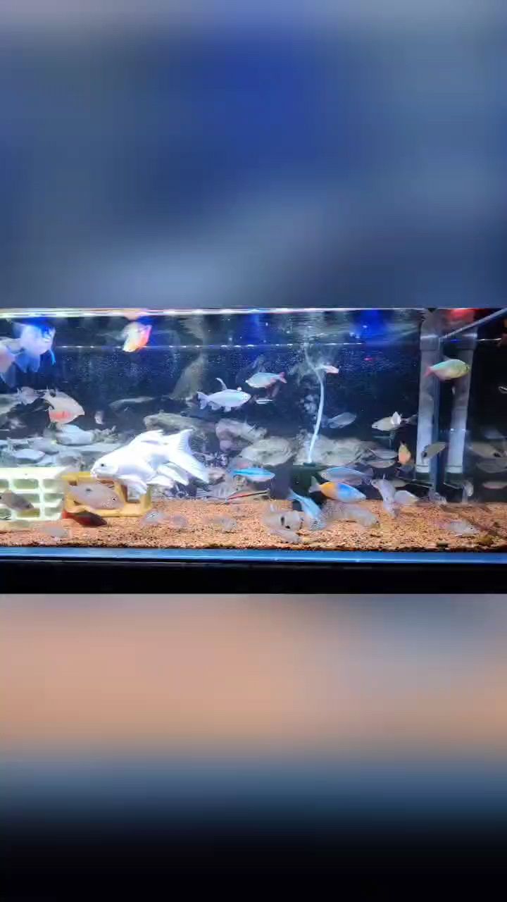 兩個(gè)大混養(yǎng)缸 兩個(gè)大混養(yǎng)缸 龍魚論壇