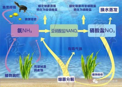 龍魚狀態(tài)好是什么樣子的：龍魚狀態(tài)好，靈動水韻中的蓬勃生機