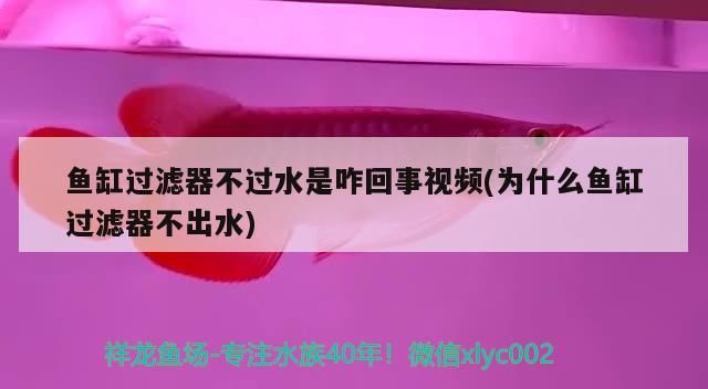 魚缸過濾器不過水是咋回事視頻(為什么魚缸過濾器不出水)