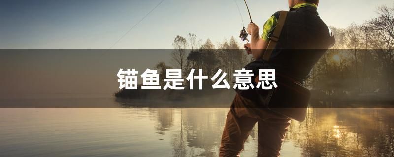 雙鴨山水族批發市場在哪里啊（ 雙鴨山水族批發市場在哪里啊最近）