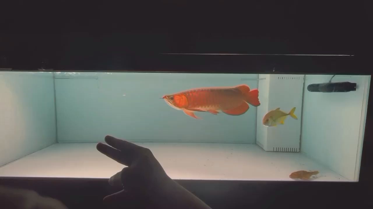 好久沒聽到 印尼虎 和 武吉美拉金龍 好久沒聽到 印尼虎 和 武吉美拉金龍 武吉美拉金龍魚 第1張