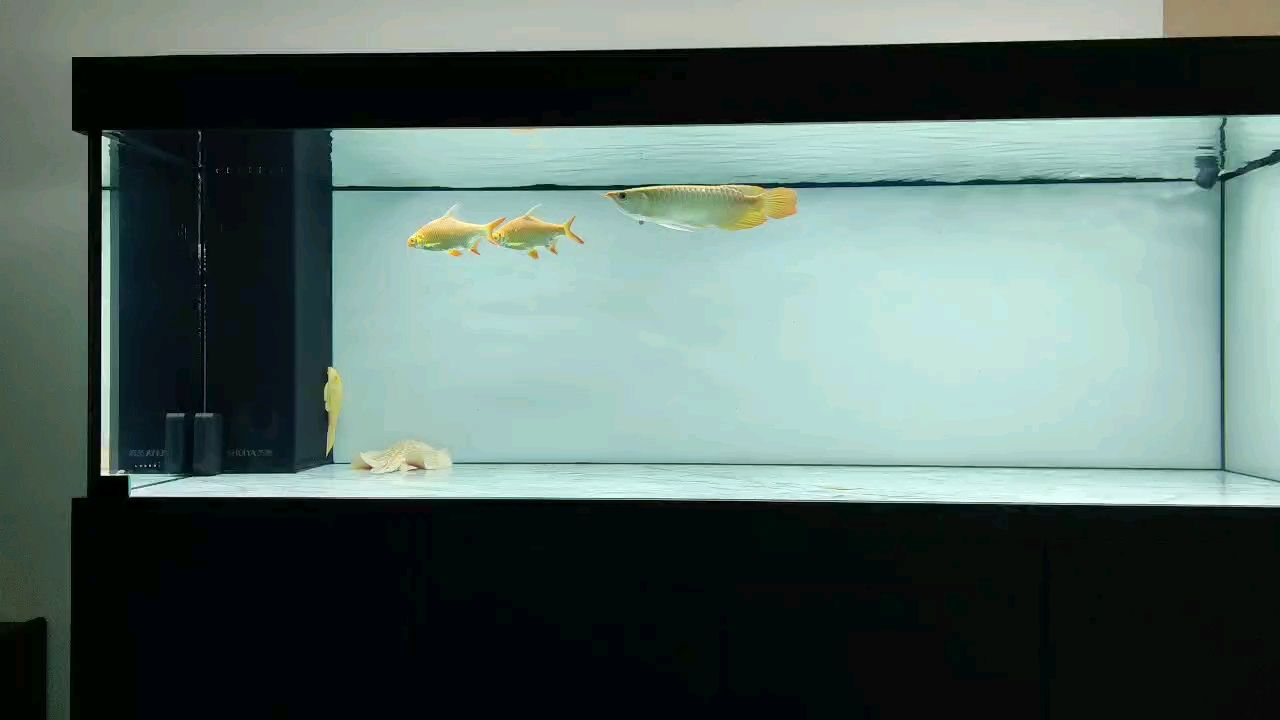 加點配魚，魚缸不再空蕩蕩。
