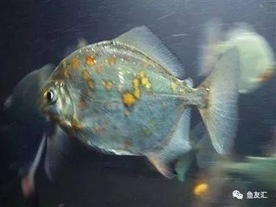水族館一般賣什么東西（水族館一般會出售觀賞魚、魚缸及水族箱、魚糧和魚糧和魚糧和魚藥）