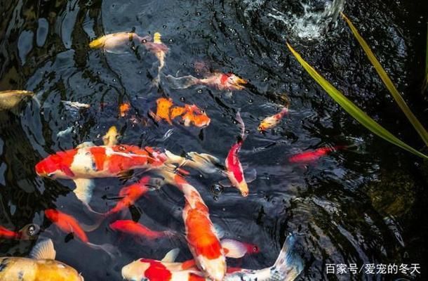 龍魚照什么色的燈光比較好看：龍魚照明，探尋最佳燈光色之謎