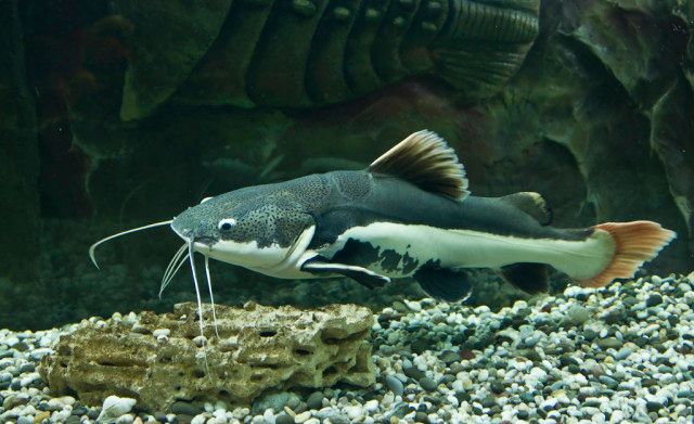 龍魚照片大全大圖欣賞高清：龍魚照片大全大圖欣賞，探秘水中貴族的奇幻之美