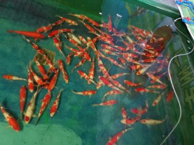 龍魚(yú)招財(cái)魚(yú)混養(yǎng)好嗎：龍魚(yú)與招財(cái)魚(yú)混養(yǎng)，打造獨(dú)特水族景觀與寓意融合