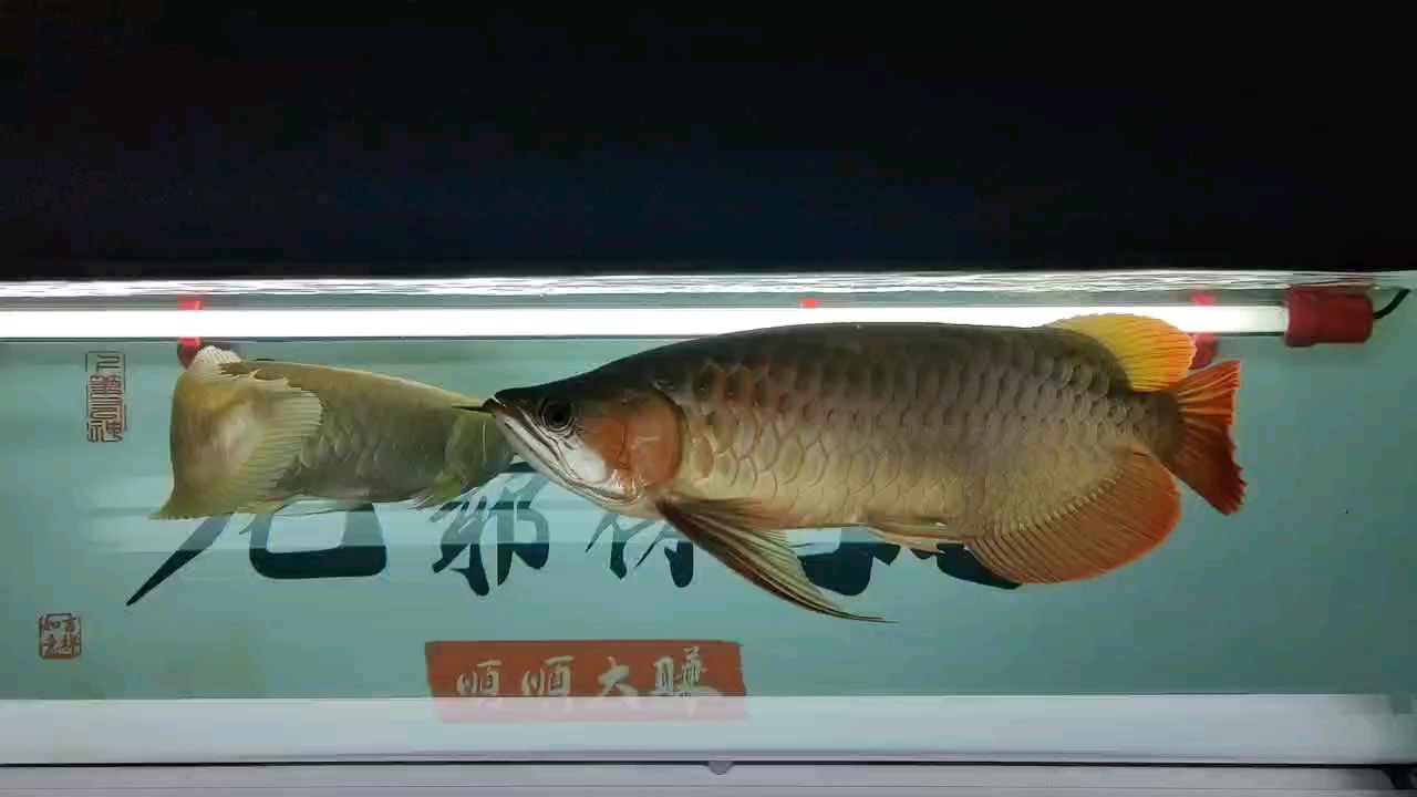 開始白燈模式，希望時間能給我驚喜
