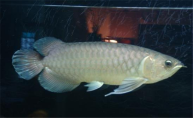 龍魚長什么樣子圖片大全大圖：探秘龍魚，領(lǐng)略其獨特魅力—龍魚長什么樣子圖片大全