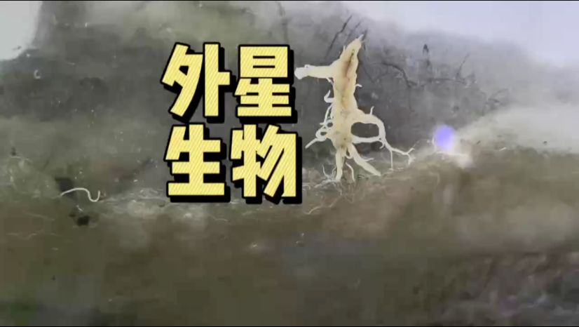 魚缸里的外星生物