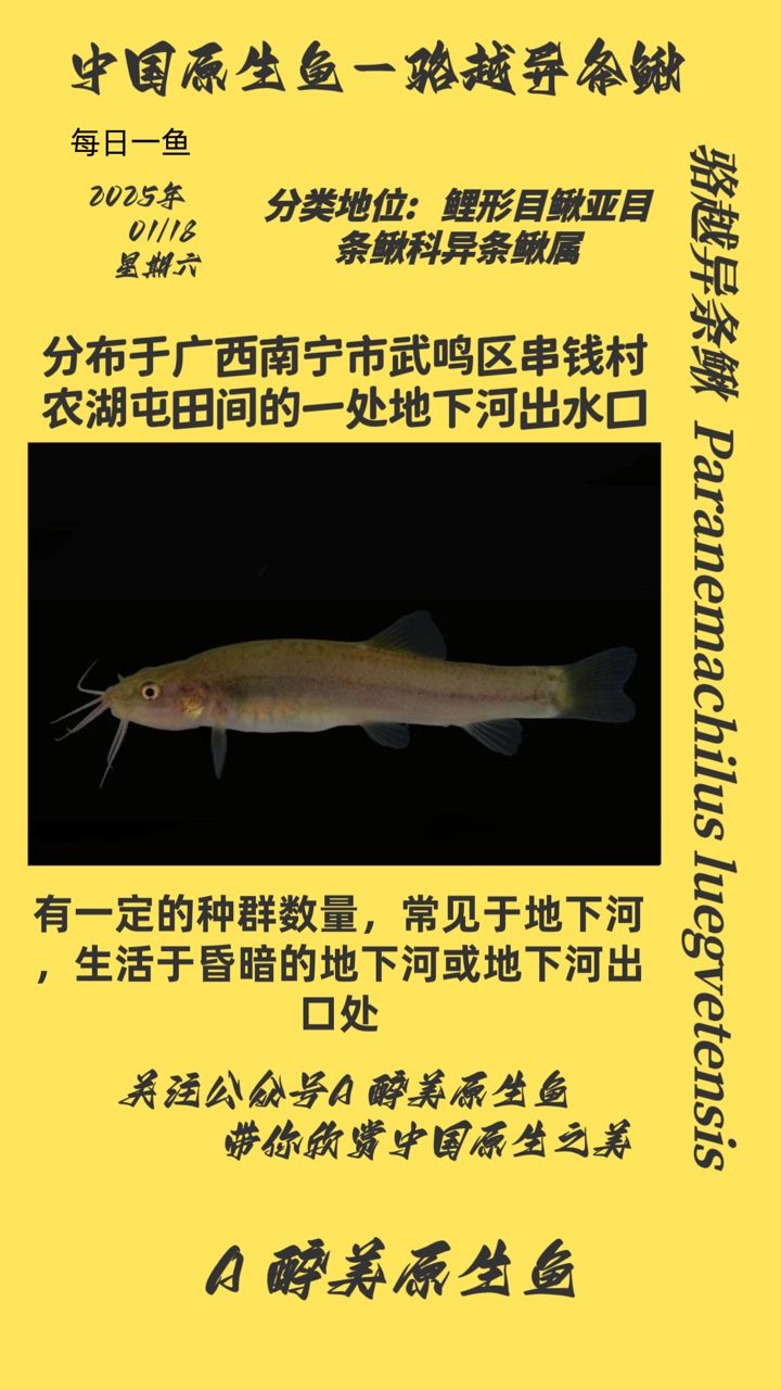 什么魚能和龍魚、虎魚混養(yǎng)(龍魚能和虎魚混養(yǎng)嗎) 駱越異條鰍 龍魚論壇 駱越異條鰍 駱越異條鰍 龍魚論壇