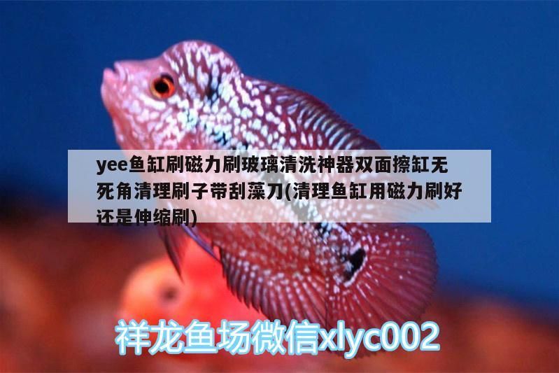 yee魚缸刷磁力刷玻璃清洗神器雙面擦缸無死角清理刷子帶刮藻刀(清理魚缸用磁力刷好還是伸縮刷) yee魚缸刷磁力刷玻璃清洗神器雙面擦缸無死角清理刷子帶刮藻刀(清理魚缸用磁力刷好還是伸縮刷) yee