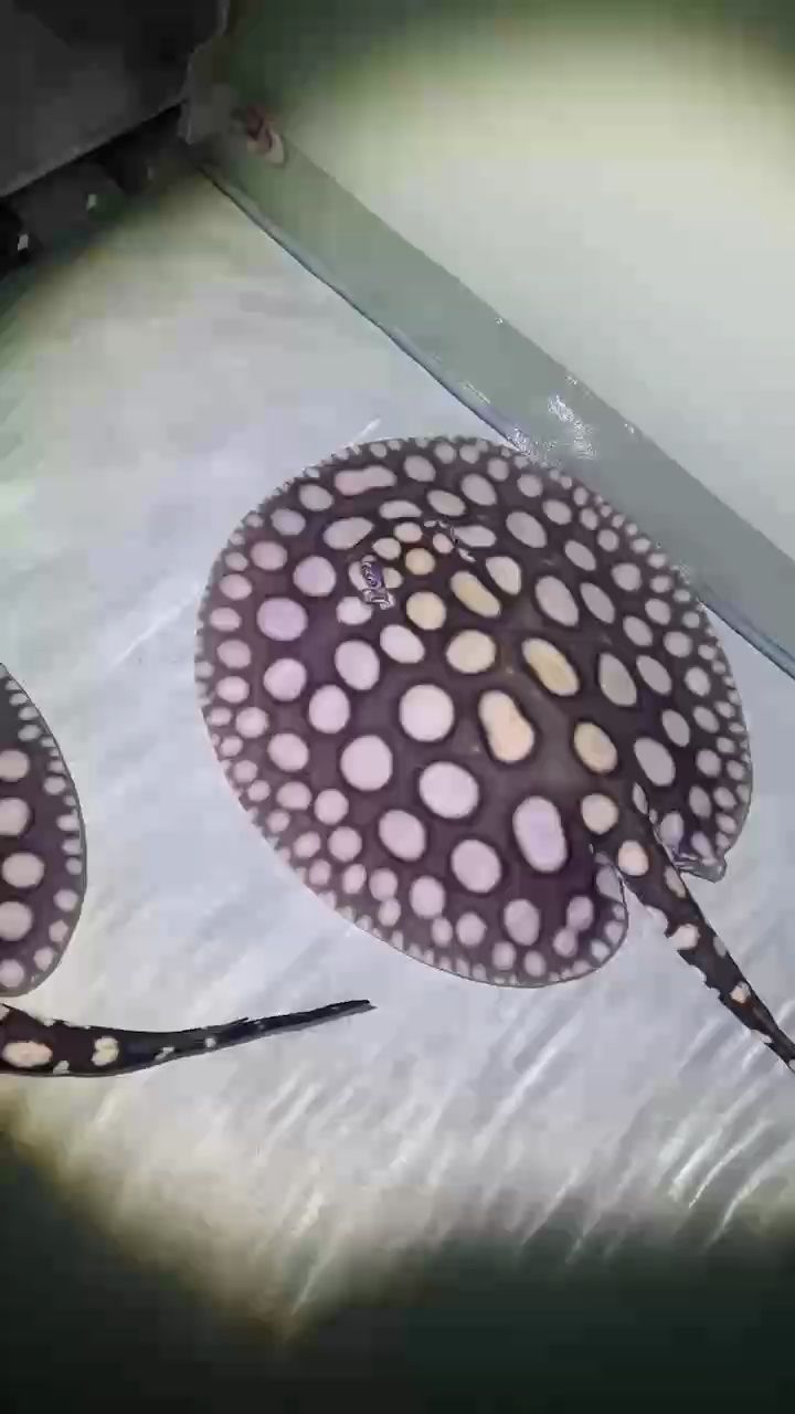 現貨