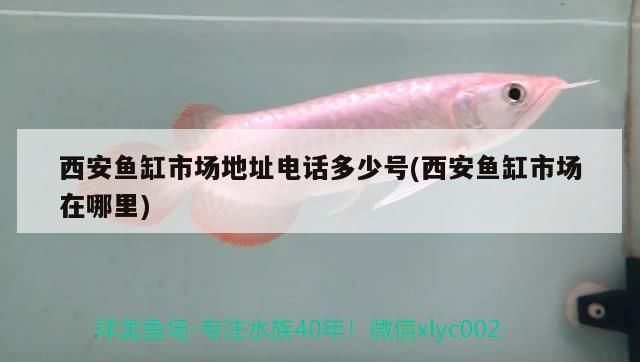 西安魚缸市場地址電話多少號(西安魚缸市場在哪里)