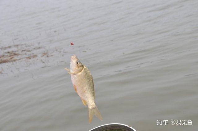 龍魚長多大可以繁殖后代了：龍魚生長與繁殖奧秘，探尋適宜繁殖的體型尺度